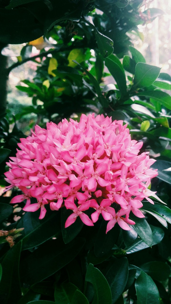 flower