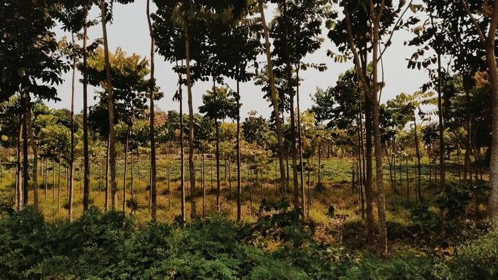 NATURE
