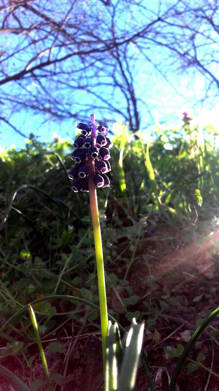 Flower