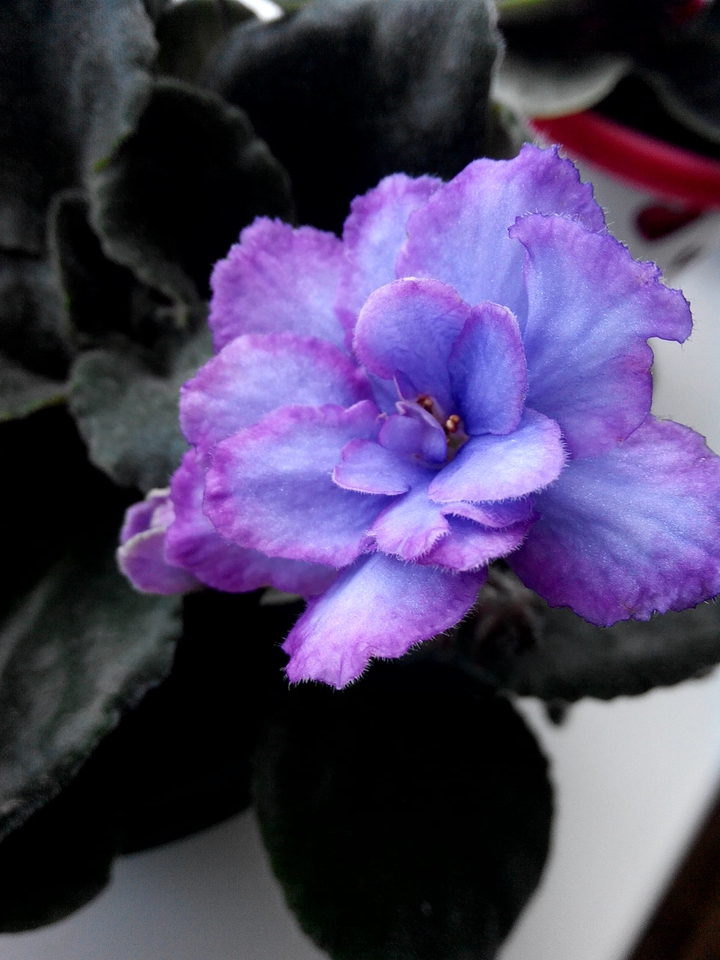 Violet flower