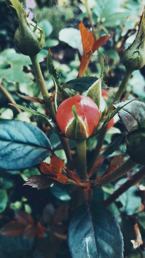 flower