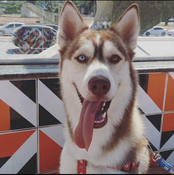 Husky Zeus