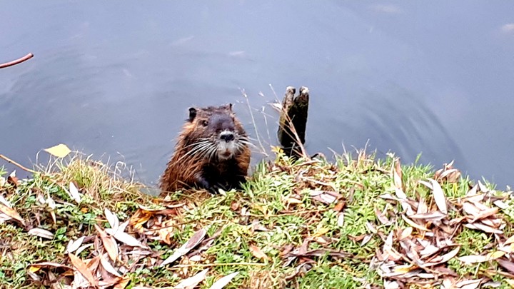 nutria