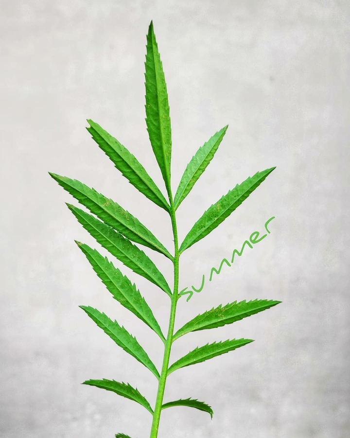 Summer