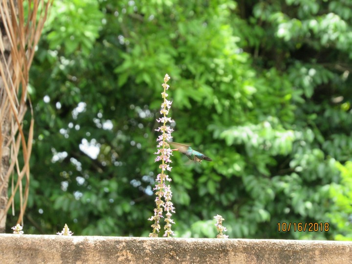 nature