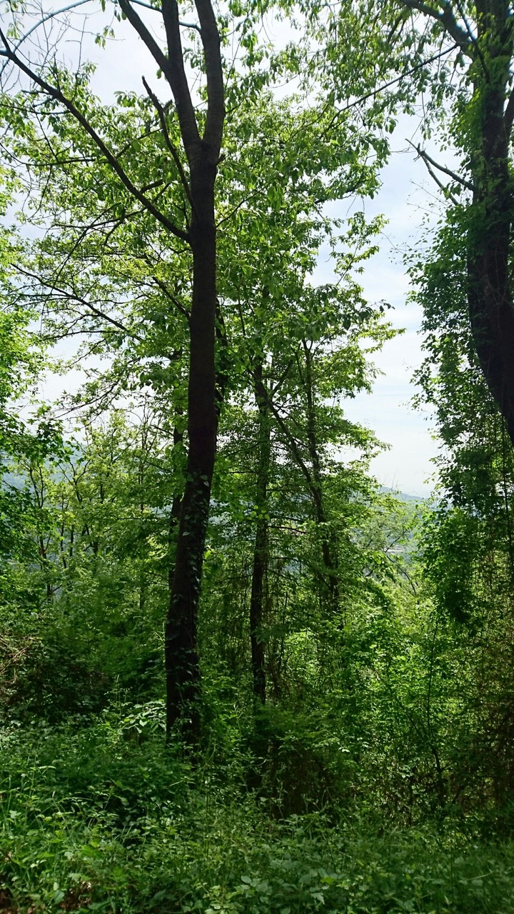 forest