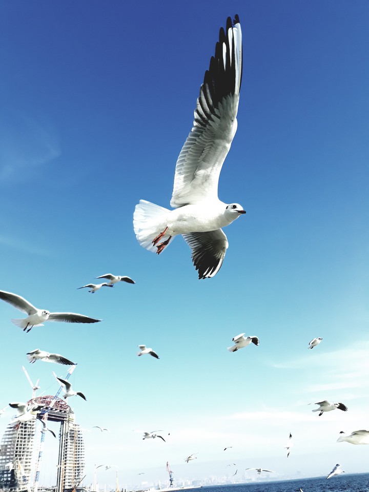 Seagull