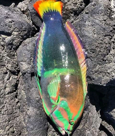 fish rainbow