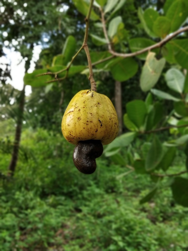 fruit