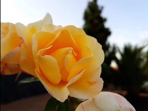 Yellow Rose