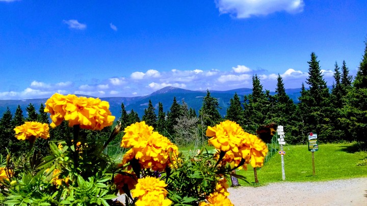 Krkonoše, Sněžka