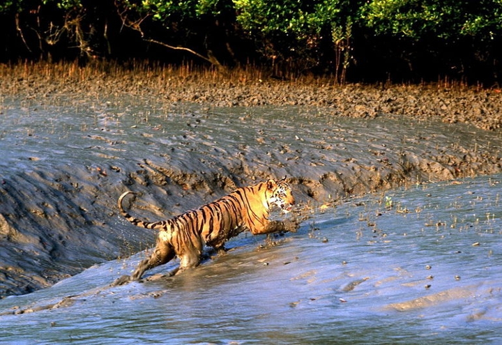 Royal Bengal Tiger