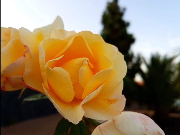 Yellow Rose