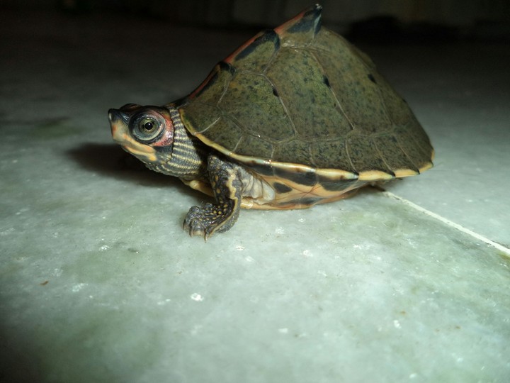 turtle