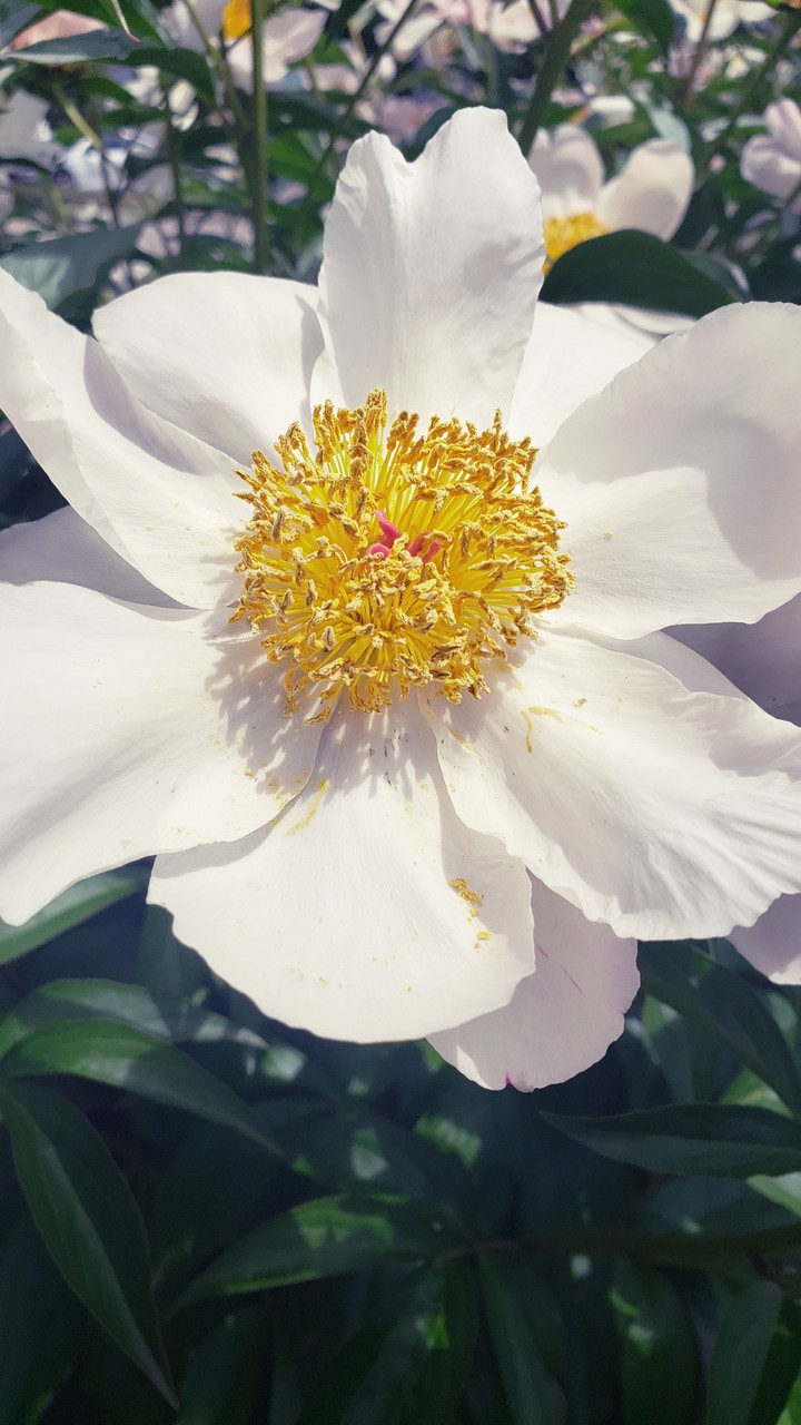 flower power