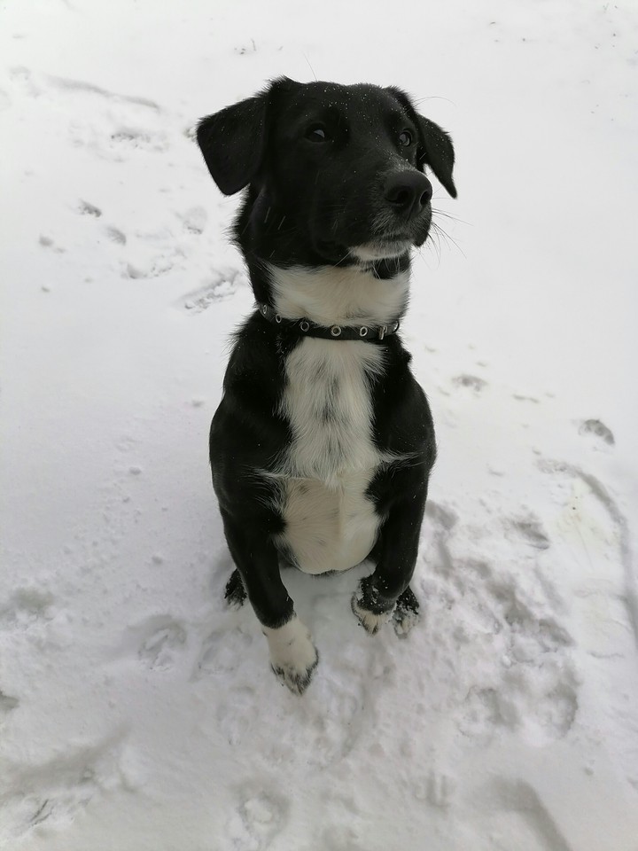 Dog
