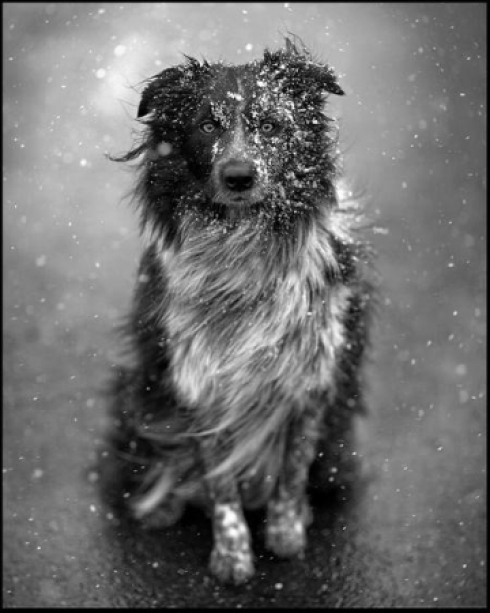 chien