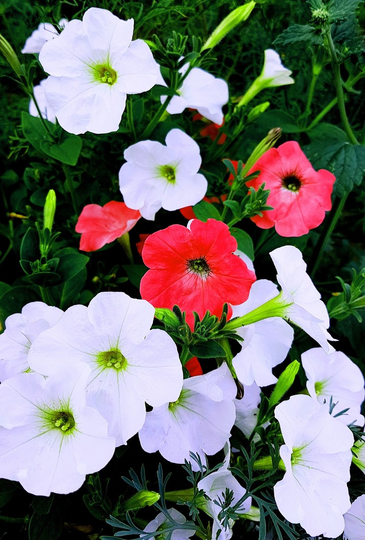 Red&White
