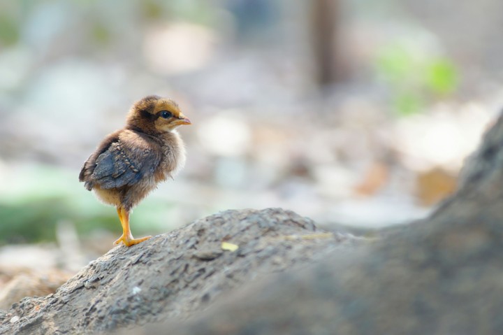 Baby Chicken 