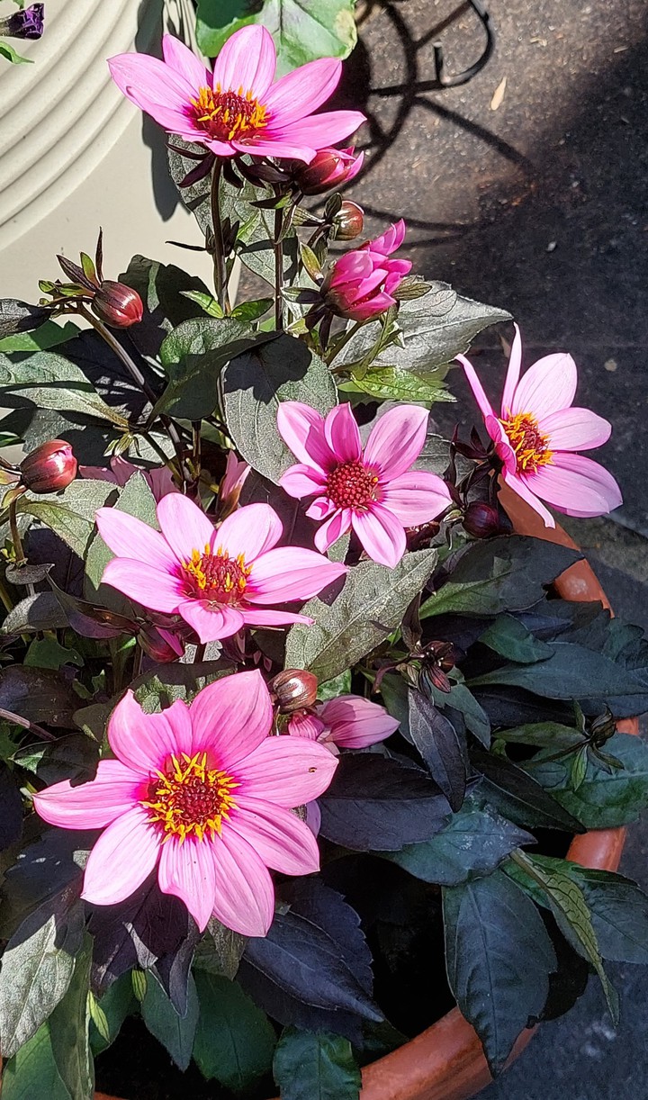 dahlia beauty!!