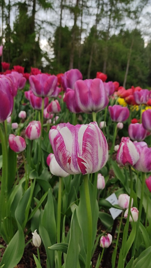 обои plant, flower