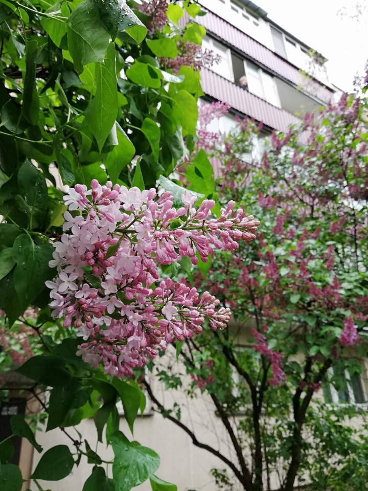 сирень