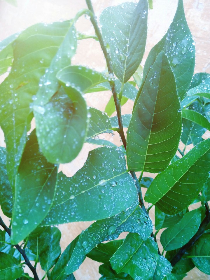 leafs