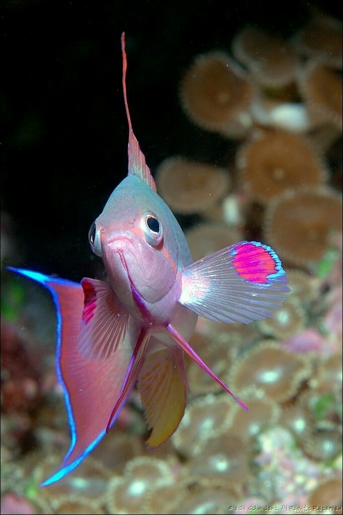 Underwater life