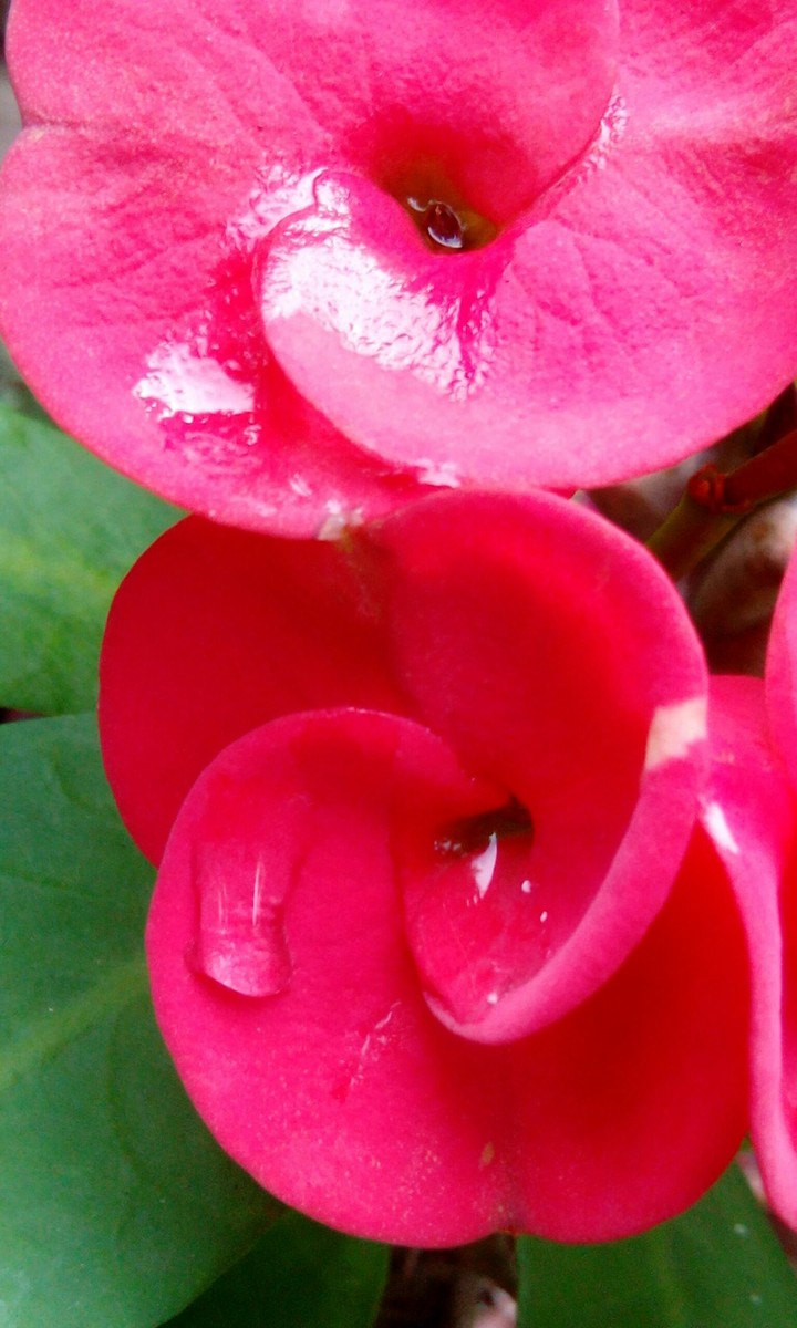 flowery
