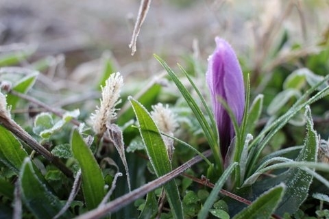 fleur de safran