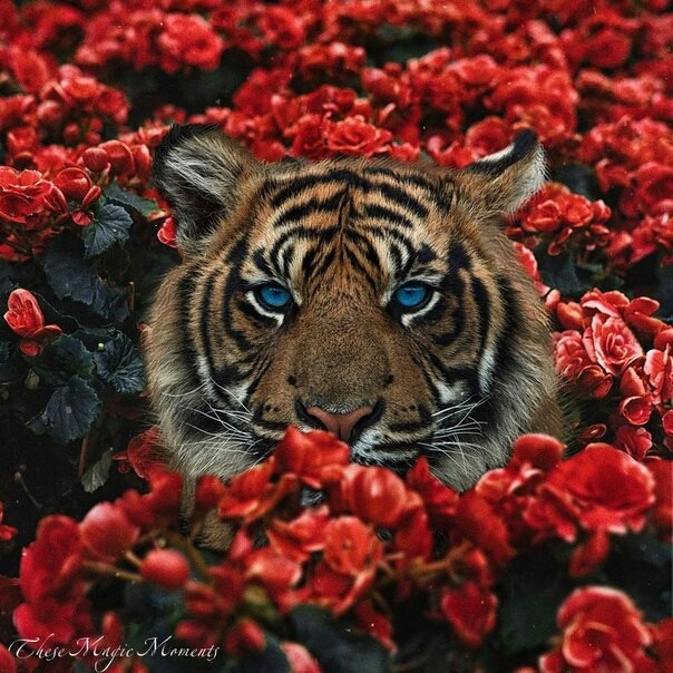 Тигр