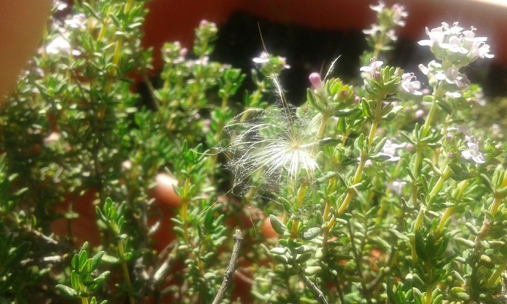 thymus angelicus