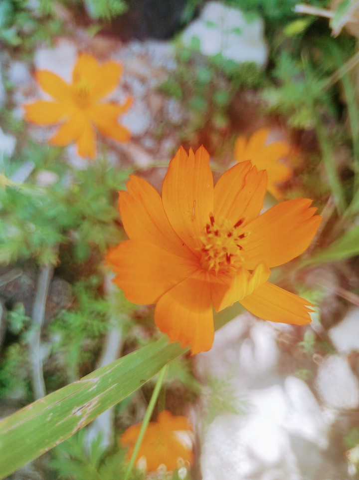 flores