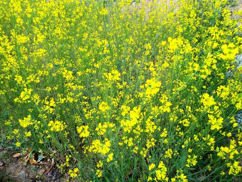yellow flower