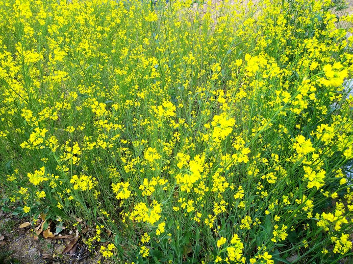 yellow flower