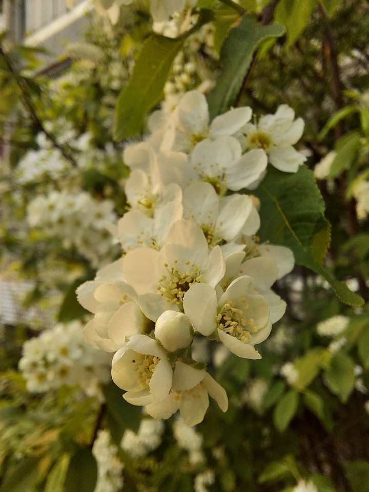 in blossom