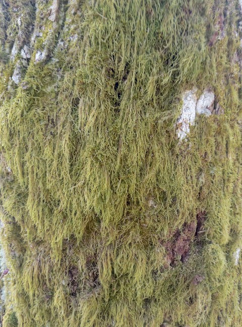 fondos de pantalla grass, moss