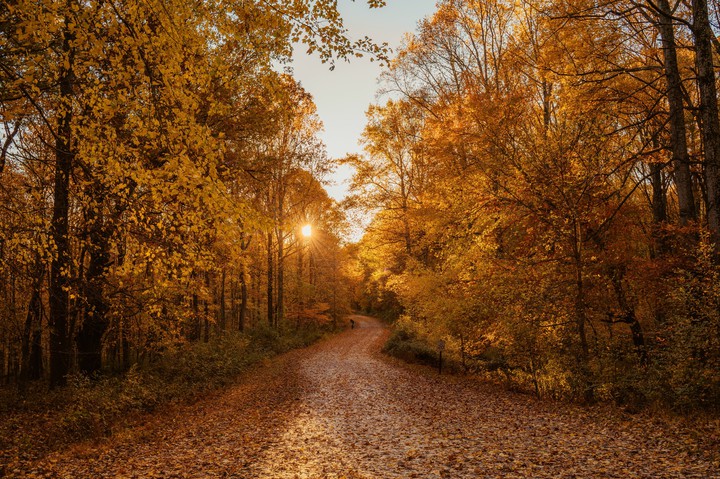 Trees