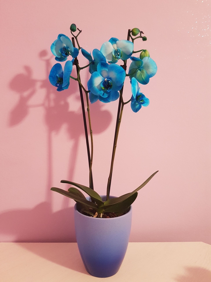 wonderful flowers