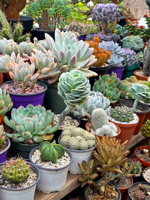 hình nền floristry, pachyphytum
