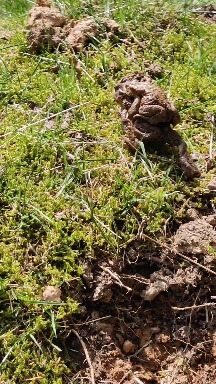 frog migration in spring