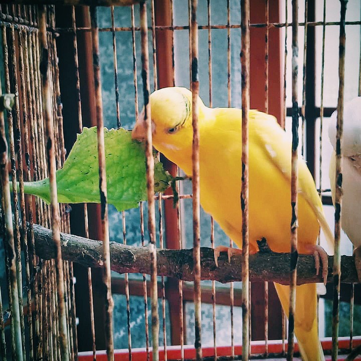 cutee