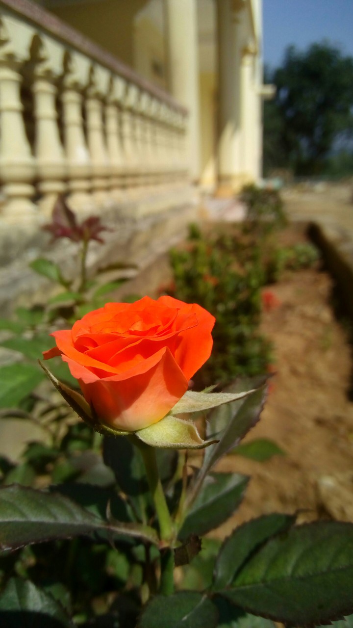 Rose