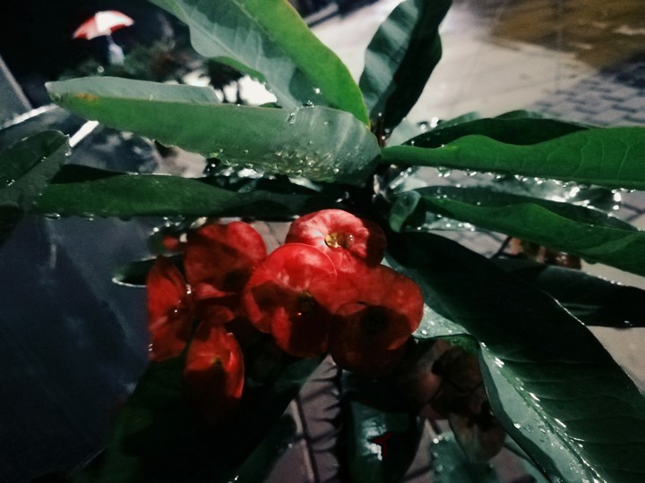 low light shot