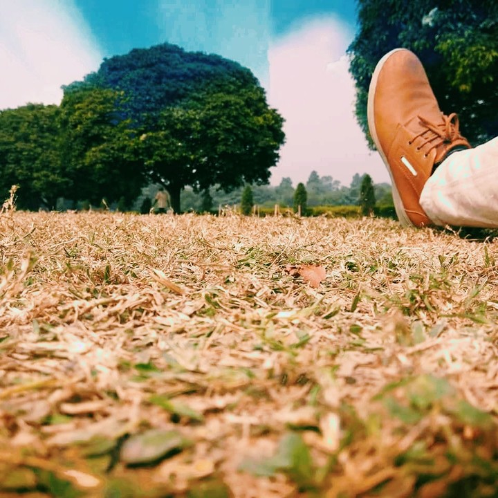 Nature the Brown Grass with Green tree