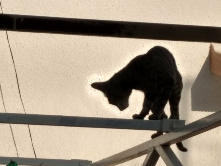 #cats #candid1