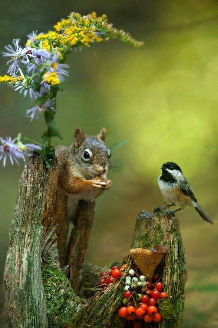 squirel