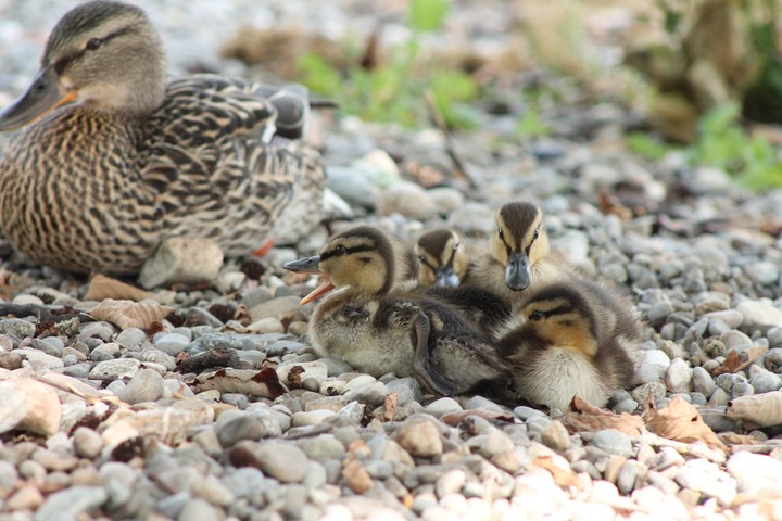 Enten Familie