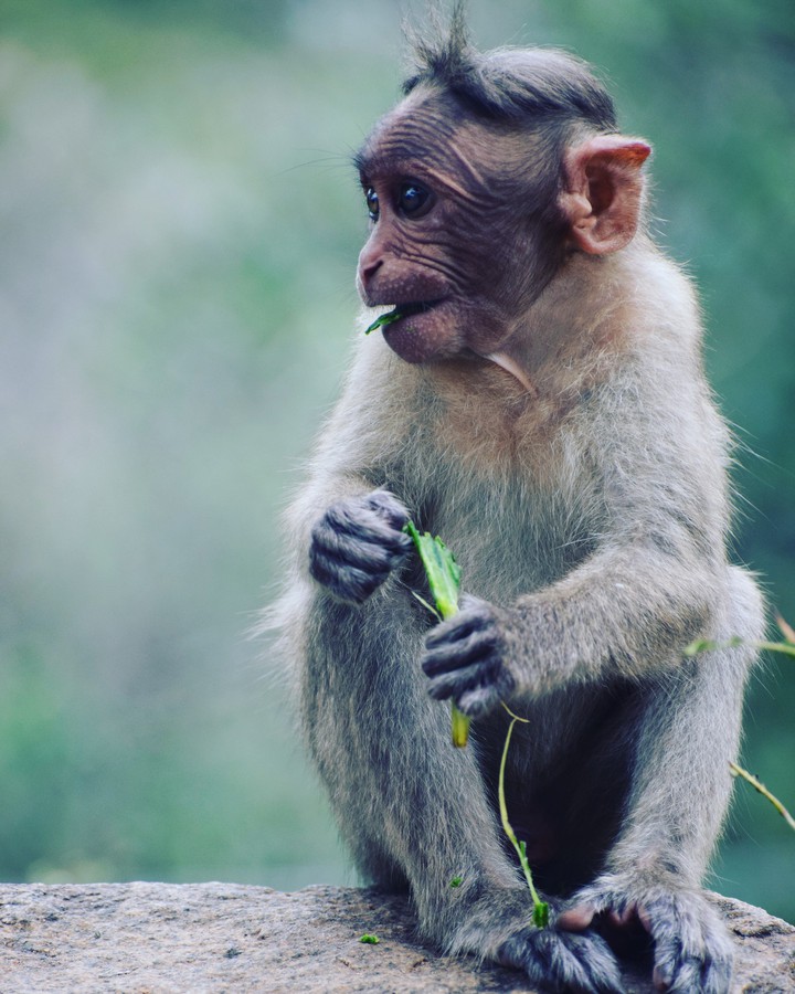 Monkey Eats