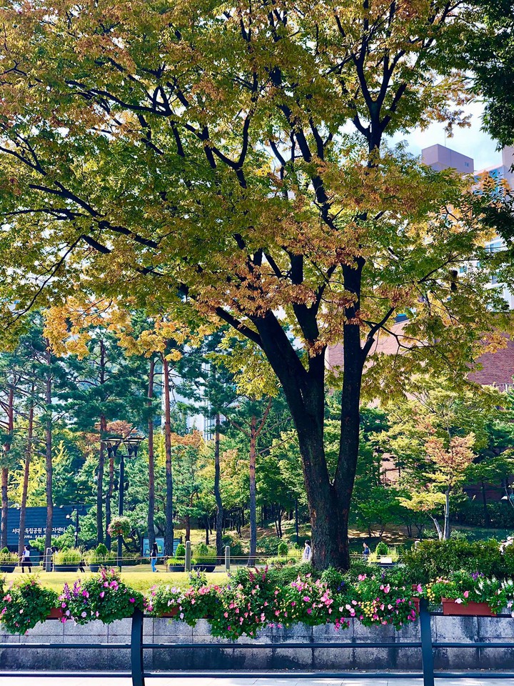 The leaves will also change color when the weather is chilly